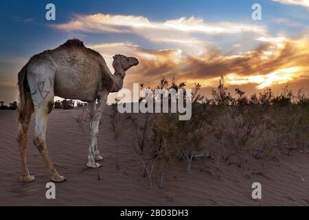 Coucher de soleil à m'Hamid El Ghizlane ou Lamhamid Ghozlane est une petite ville oasis dans la province de Zagora, Drâa-Tafilalet au Maroc, en Afrique. Banque D'Images