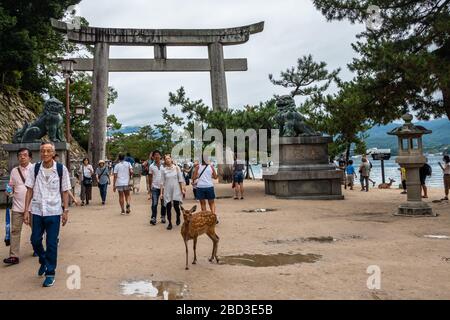 Miyajima, Japon, août 2019 – un cerf de sika et des touristes passant sous une porte torii sur l'île de Miyajima Banque D'Images