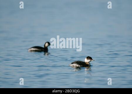 Une paire de Horned Grebes nagent sur les eaux bleues du Puget Sound Banque D'Images