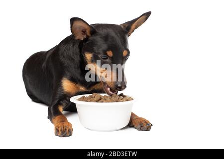 Joli chiot Zwergpinscher avec un bol de nourriture sèche sur fond blanc Banque D'Images