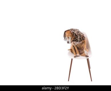 Taureau rouge assis sur une chaise, portant des lunettes et un foulard sur du blanc Banque D'Images