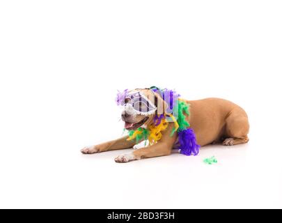 Taureau rouge à fosse habillé pour Mardi gras sur fond blanc Banque D'Images