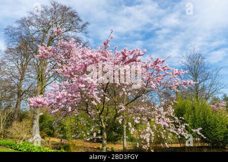 Petit arbre, grappes de fleurs roses semi-doubles de Prunus Accolade cerisier fleuri en fleur au printemps, par temps ensoleillé, RHS Garden, Wisley, Surrey Banque D'Images