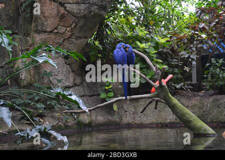 Macaw bleu tropical dans la pyramide de la forêt tropicale de Moody Gardens, Galveston, Texas Banque D'Images