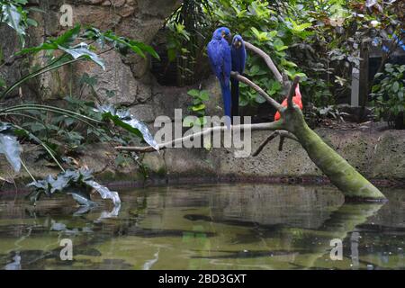 Macaw bleu tropical dans la pyramide de la forêt tropicale de Moody Gardens, Galveston, Texas Banque D'Images