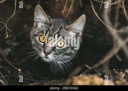 Gros plan adorable pyjashort rayé gris chat avec yeux dorés extérieur Banque D'Images