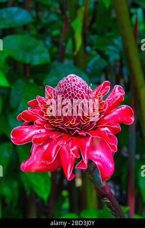 Photo rapprochée d'un gingembre rouge flambeau qui pousse dans la forêt tropicale de Maui. Banque D'Images