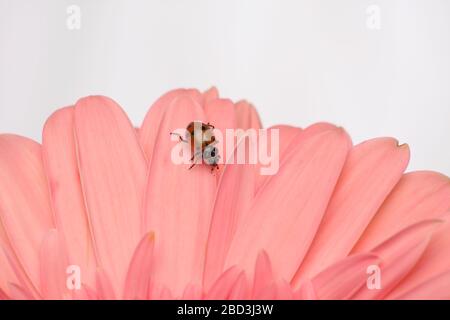 Macro photo d'un coccinelle à pois rouge et noir rampant sur une guirlande de pins gerbera. Banque D'Images