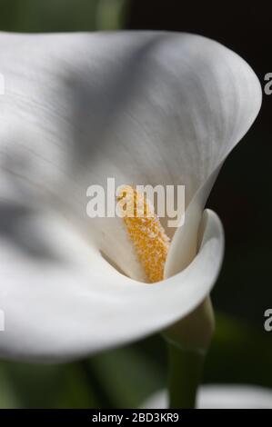 Gros plan d'une fleur de Calla (Zantedeschia aethiopica), une plante décorative qui a un grand pistil jaune et une expecte blanche Banque D'Images