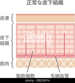 Illustration de la coupe normale de la peau Illustration de Vecteur