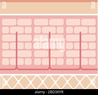 Illustration de la coupe normale de la peau Illustration de Vecteur