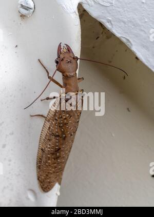 Lion ant, de la famille Corydalus Batesii, reposant sur une base plastique, Areal, Rio de Janeiro, Brésil Banque D'Images