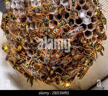 Gros plan sur une batte de papier européenne (Polistes dominulus) nichent dans un toit en bois, Nouvelle-Galles du Sud Australie Banque D'Images