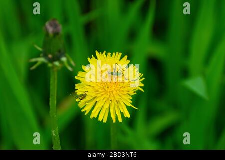 Une paire de nymphes de Katydid à pattes longues rampant sur les pétales jaune vif d'une fleur de Dandelion qui fleurit parmi l'herbe verte dans une botanique Banque D'Images