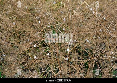 Herbe sèche et beaucoup d'escargots dessus. Lutte antiparasitaire dans un cottage d'été. Beaucoup d'escargots sur les plantes. Banque D'Images