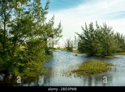 Elle-chêne arbres ans lac dans un paysage tropical. Casuarina equisetifolia Banque D'Images