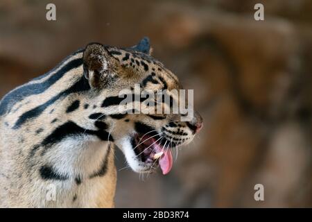 Portrait de gros plan de Leopard trouble dans le zoo Banque D'Images