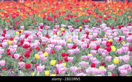 St. Louis, États-Unis. 06 avril 2020. Une variété de tulipes colorées sont en pleine floraison à mesure que les températures atteignent 78 degrés à la boîte aux joyaux du parc forestier de Saint-Louis le 6 avril 2020. Photo de Bill Greenblatt/UPI crédit: UPI/Alay Live News Banque D'Images