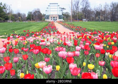St. Louis, États-Unis. 06 avril 2020. Les tulipes colorées sont en pleine floraison à l'extérieur de la boîte aux joyaux du parc forestier lorsque les températures atteignent 78 degrés, à Saint-Louis, le 6 avril 2020. Photo de Bill Greenblatt/UPI crédit: UPI/Alay Live News Banque D'Images