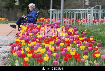 St. Louis, États-Unis. 06 avril 2020. Un artiste se trouve près de tulipes colorées à l'extérieur de la boîte aux joyaux du parc forestier de Saint-Louis le 6 avril 2020. Photo de Bill Greenblatt/UPI crédit: UPI/Alay Live News Banque D'Images