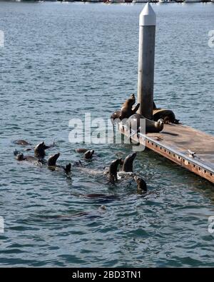 Les phoques nagent autour des quais de Marina del Rey, en Californie du Sud, lors d'une journée de printemps ensoleillée Banque D'Images