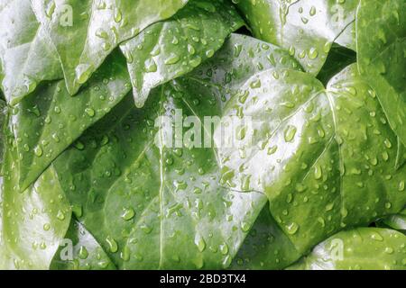 Vert feuilles de lierre (Hedera helix) sous la pluie Banque D'Images