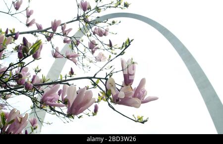 St. Louis, États-Unis. 06 avril 2020. Les magnolias roses et blancs pendent près de l'arche de la porte à mesure que les températures atteignent 78 degrés, à Saint-Louis, le 6 avril 2020. Photo de Bill Greenblatt/UPI crédit: UPI/Alay Live News Banque D'Images