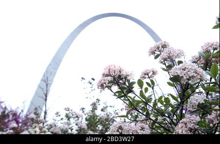 St. Louis, États-Unis. 06 avril 2020. Les arbustes en fleurs des Alpes de Spiraea sont en pleine floraison près de l'arche de la porte lorsque les températures atteignent 78 degrés, à Saint-Louis, le 6 avril 2020. Photo de Bill Greenblatt/UPI crédit: UPI/Alay Live News Banque D'Images