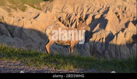 Fin du printemps dans le Dakota du Sud : les gros plans du mouton Bighorn à Pinnacles donnent sur Loop Road dans le parc national de Badlands Banque D'Images