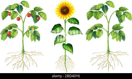 Trois types différents de plantes sur fond blanc illustration Illustration de Vecteur