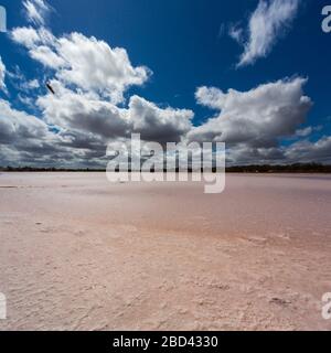 Lac Hardy et ciel bleu. L'un des lacs roses du parc national Murray Sunset. Underbool, Victoria, Australie Banque D'Images