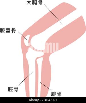 Illustration de la section articulation du genou Illustration de Vecteur