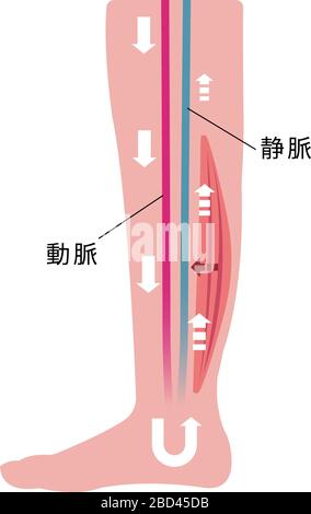 Cause de gonflement (œdème) des jambes. Diminution du débit sanguin due à la faiblesse musculaire. Illustration plate. Illustration de Vecteur