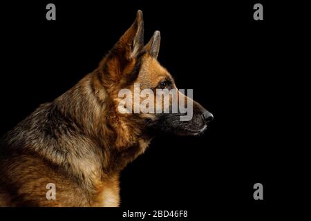 Gros plan Portrait du berger allemand en vue Profil sur fond noir isolé Banque D'Images