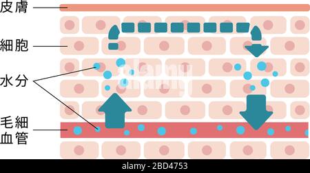 Illustration de l'état normal de la peau (circulation normale de l'humidité). Illustration de Vecteur