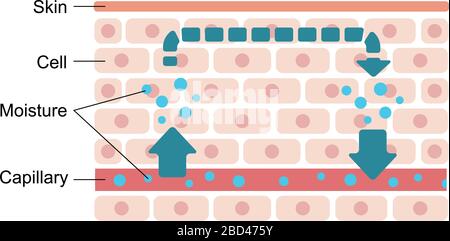 Illustration de l'état normal de la peau (circulation normale de l'humidité). Illustration de Vecteur