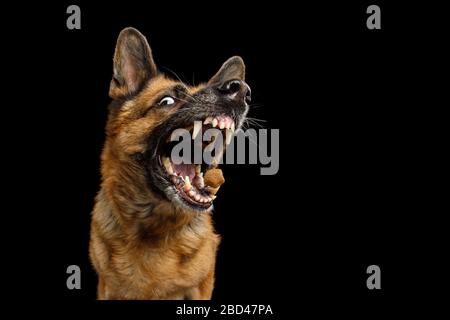 Gros plan Portrait de chien de berger allemand drôle avec bouche ouverte attraper traiter sur fond noir isolé Banque D'Images