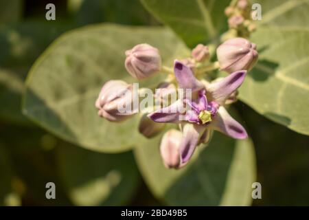 Ipomoea carnea fleurs dans le jardin, Bush Morning Glory Macro stock photo image Banque D'Images