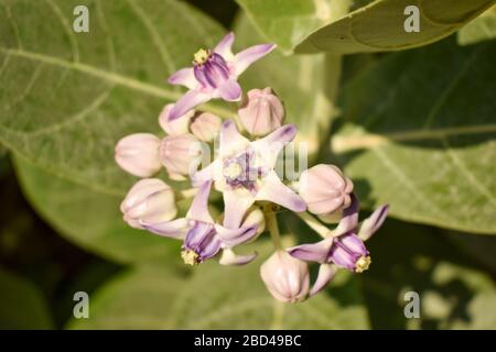 Ipomoea carnea fleurs dans le jardin, Bush Morning Glory Macro stock photo image Banque D'Images