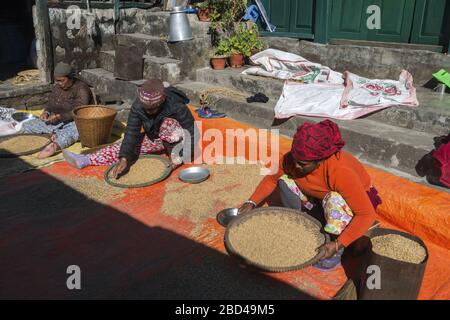 Ethnie Népal femmes travaillant et se préparant pour l'hiver dans Village sur la route de randonnée du Sanctuaire d'Annapurna Banque D'Images