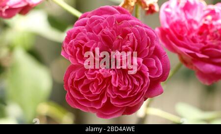 Fleur de rose de haute qualité dans le jardin de maison Banque D'Images