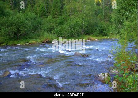 Un ruisseau de tempête d'une rivière de montagne peu profonde avec un fond rocheux et des rives herbeuses. Iogach, Altaï, Sibérie, Russie. Banque D'Images