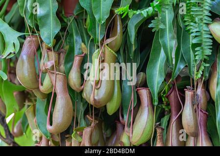 Nepenthes, plantes pichets tropicaux et tasses de singe (nepenthaceae) dans le jardin. Banque D'Images