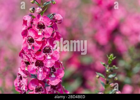 Angelonia Serena fleurit dans le jardin à la journée ensoleillée d'été ou de printemps. Banque D'Images