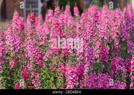 Angelonia Serena fleurit dans le jardin à la journée ensoleillée d'été ou de printemps. Banque D'Images