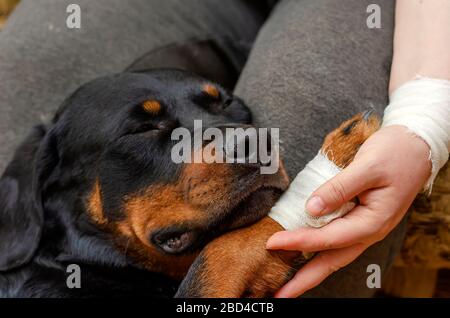 Portrait d'un rottweiler avec patte à bandage. Un animal malade dormait sur les genoux d'une femme. Une main féminine avec une brosse à bandage maintient la plaie d'un Rottwei Banque D'Images