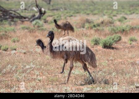 L'EMU s'apparier avec un ami en arrière-plan. Pris près de Hay, Nouvelle-Galles du Sud, Australie Banque D'Images