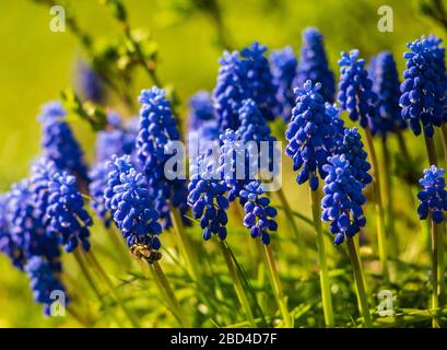 Une abeille vole vers une jacinthe de raisin tout en recueillant du pollen. Banque D'Images