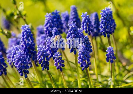 Une abeille vole vers une jacinthe de raisin tout en recueillant du pollen. Banque D'Images