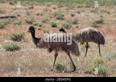Emus dans l'arrière-pays de Nouvelle-Galles du Sud, Australie Banque D'Images